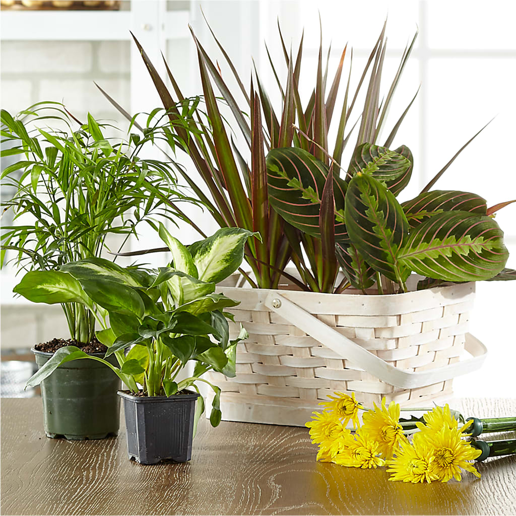 Florist Designed Blooming and Green Plants in a Basket – MILAM FLORAL & GREENHOUSE, Havre MT
