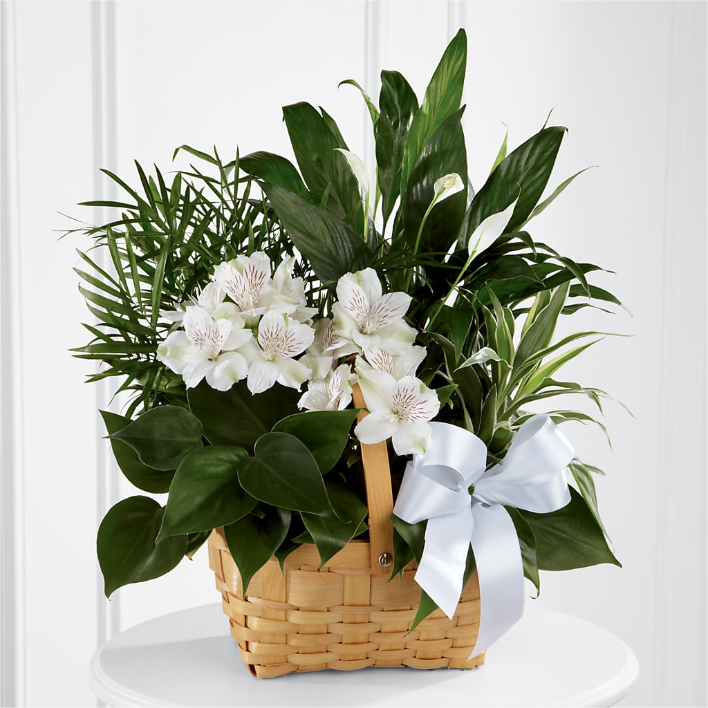 Peace & Serenity Dishgarden – MILAM FLORAL & GREENHOUSE, Havre MT