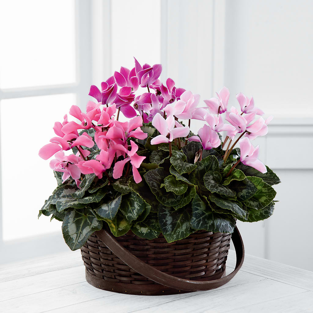 Mixed Cyclamen Planter – MILAM FLORAL & GREENHOUSE, Havre MT