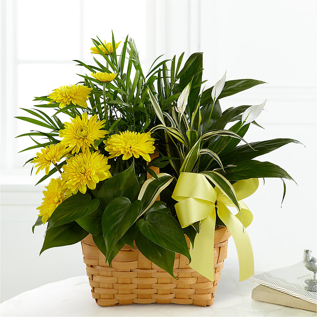 Loving Light Dishgarden – MILAM FLORAL & GREENHOUSE, Havre MT