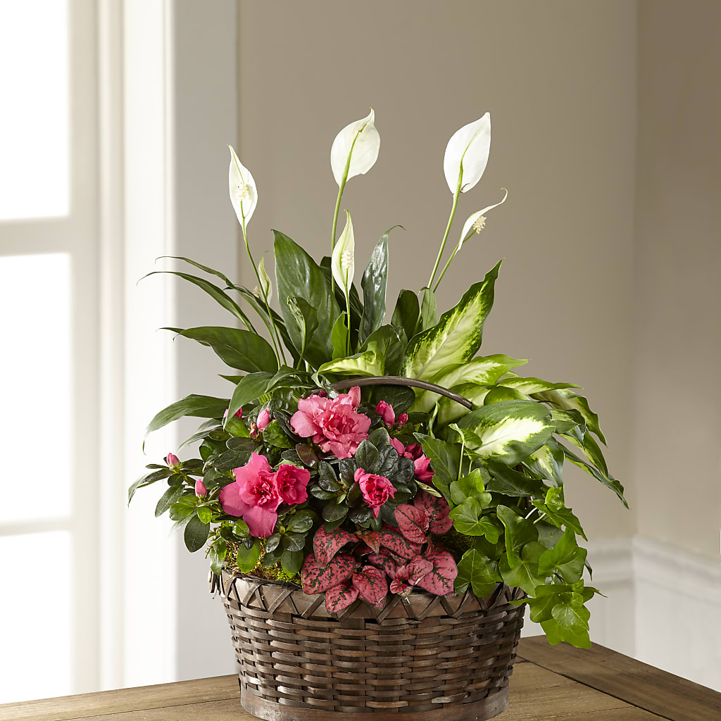 Dream in Pink Dishgarden – MILAM FLORAL & GREENHOUSE, Havre MT