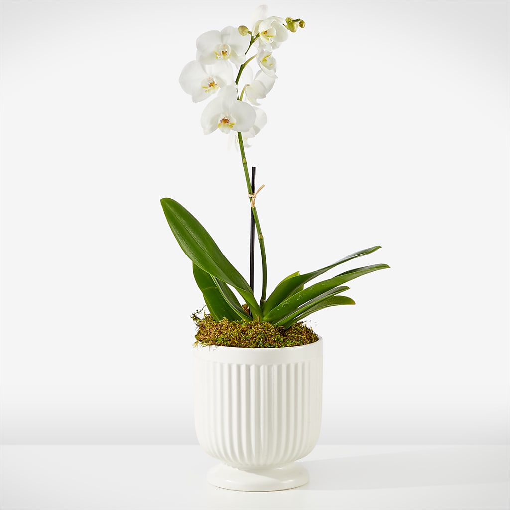 Whispering White Orchid – MILAM FLORAL & GREENHOUSE, Havre MT