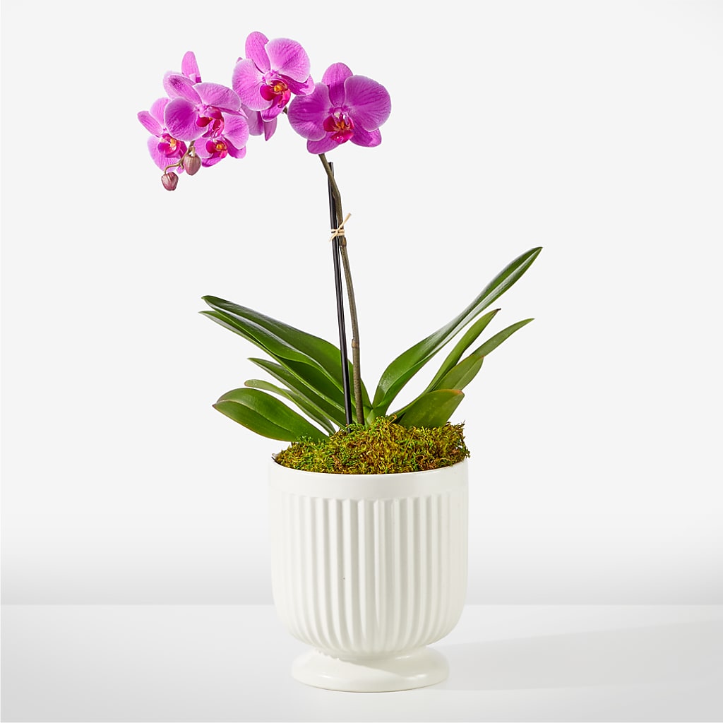 Friendly Fuchsia Orchid – MILAM FLORAL & GREENHOUSE, Havre MT