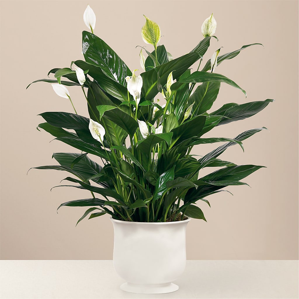 Comfort Planter – MILAM FLORAL & GREENHOUSE, Havre MT