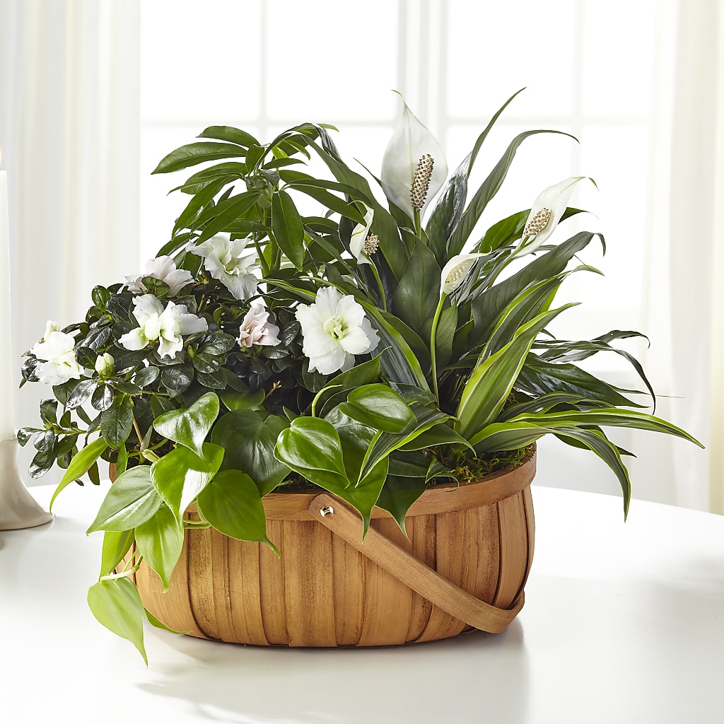 Serene Dishgarden – MILAM FLORAL & GREENHOUSE, Havre MT