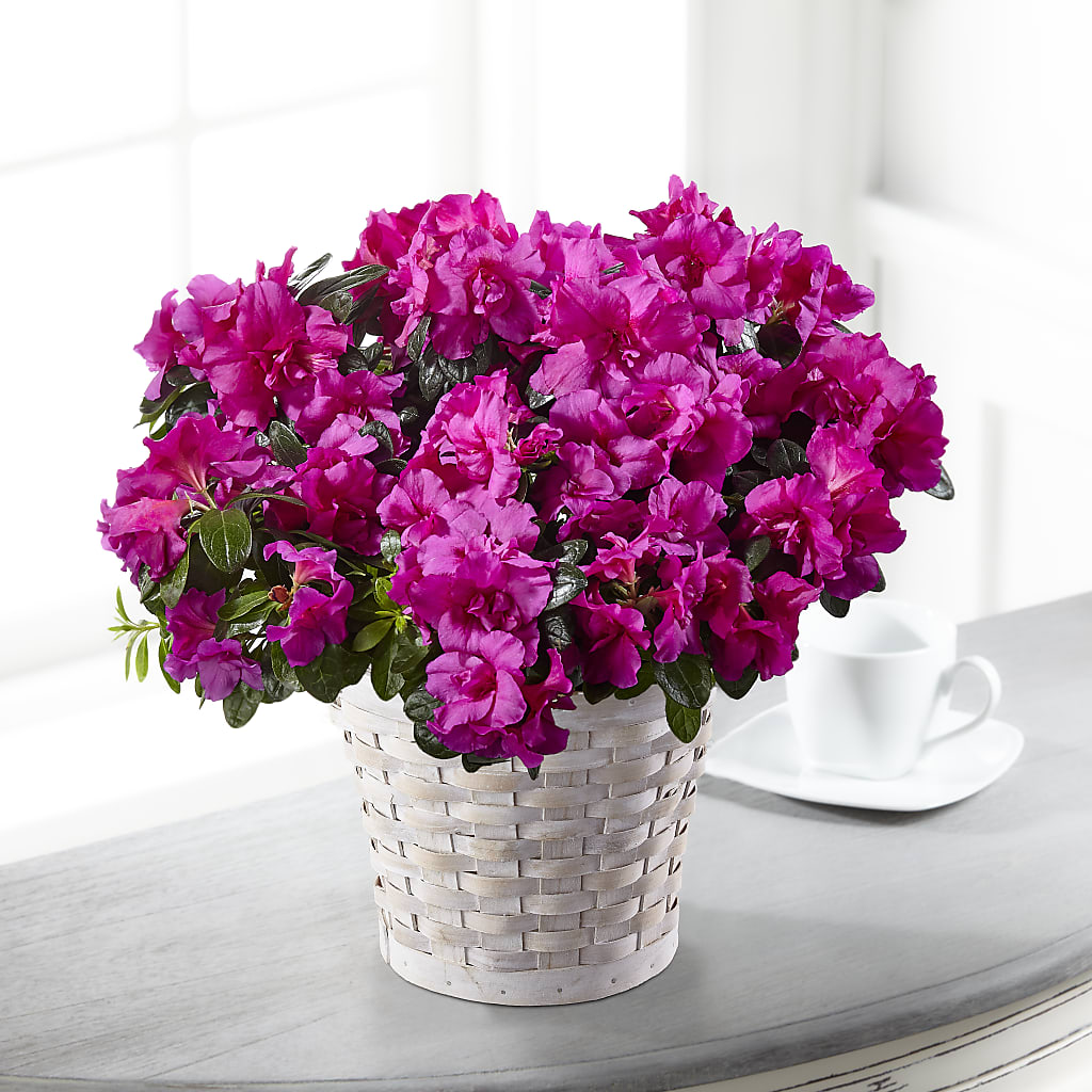 Hope & Serenity Azalea Plant – MILAM FLORAL & GREENHOUSE, Havre MT