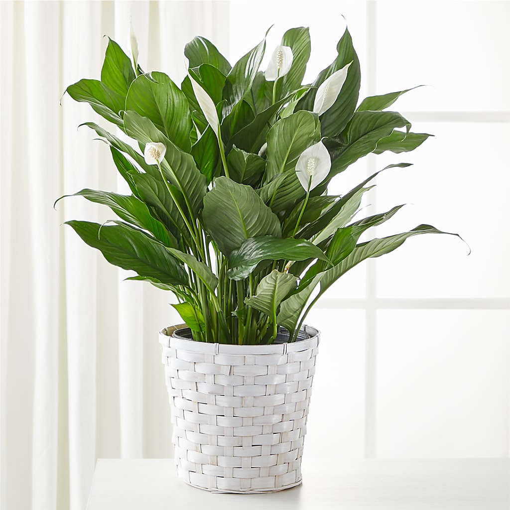 A New Leaf Peace Lily – MILAM FLORAL & GREENHOUSE, Havre MT