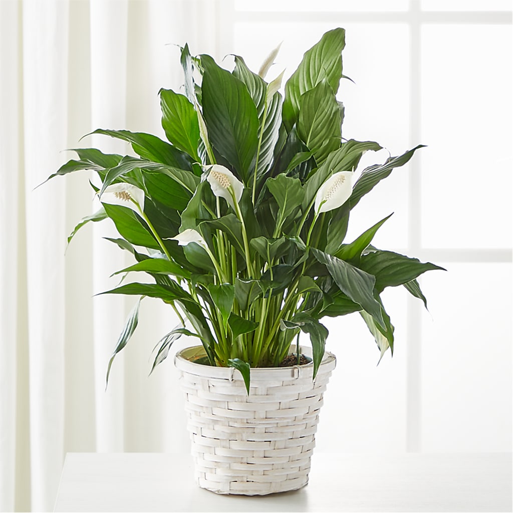 A New Leaf Peace Lily – MILAM FLORAL & GREENHOUSE, Havre MT