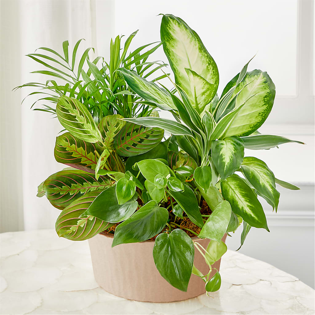 Balance & Harmony Dishgarden – MILAM FLORAL & GREENHOUSE, Havre MT