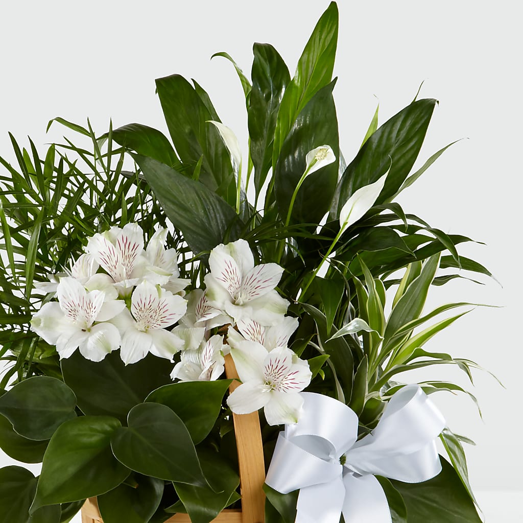 Peace & Serenity Dishgarden – MILAM FLORAL & GREENHOUSE, Havre MT