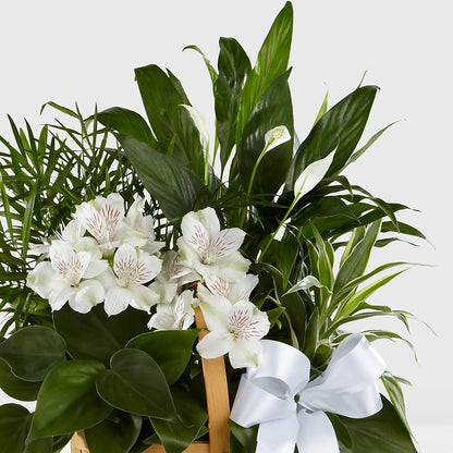 Peace & Serenity Dishgarden – MILAM FLORAL & GREENHOUSE, Havre MT