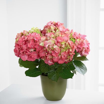 Pink Hydrangea Planter – MILAM FLORAL & GREENHOUSE, Havre MT