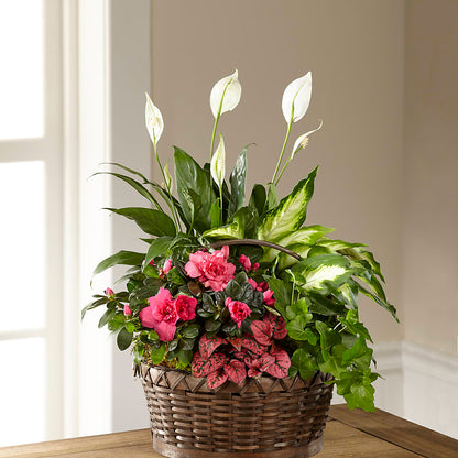 Dream in Pink Dishgarden – MILAM FLORAL & GREENHOUSE, Havre MT
