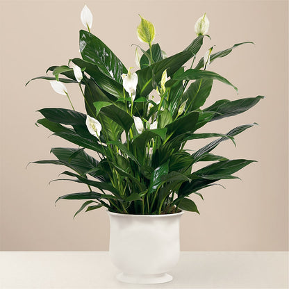 Comfort Planter – MILAM FLORAL & GREENHOUSE, Havre MT