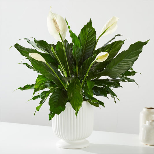 Comfort Planter – MILAM FLORAL & GREENHOUSE, Havre MT