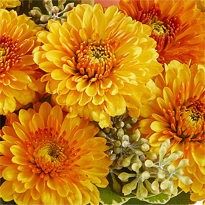 Peachy Pumpkin – MILAM FLORAL & GREENHOUSE, Havre MT