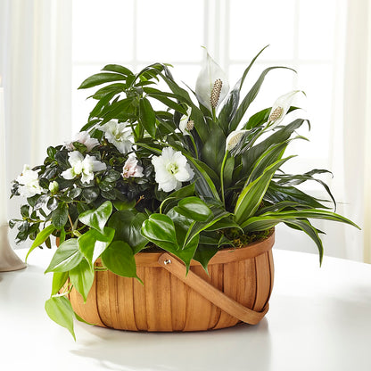 Serene Dishgarden – MILAM FLORAL & GREENHOUSE, Havre MT