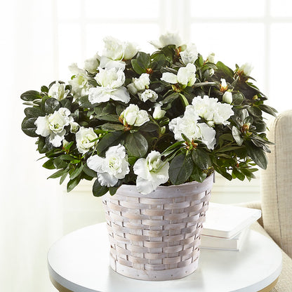 White Azalea Plant – MILAM FLORAL & GREENHOUSE, Havre MT