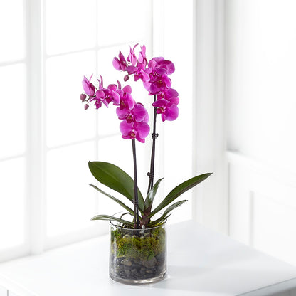Pink Orchid Plant – MILAM FLORAL & GREENHOUSE, Havre MT