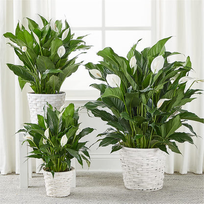 A New Leaf Peace Lily – MILAM FLORAL & GREENHOUSE, Havre MT