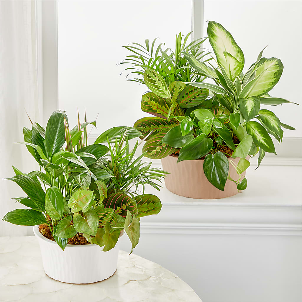 Balance & Harmony Dishgarden – MILAM FLORAL & GREENHOUSE, Havre MT