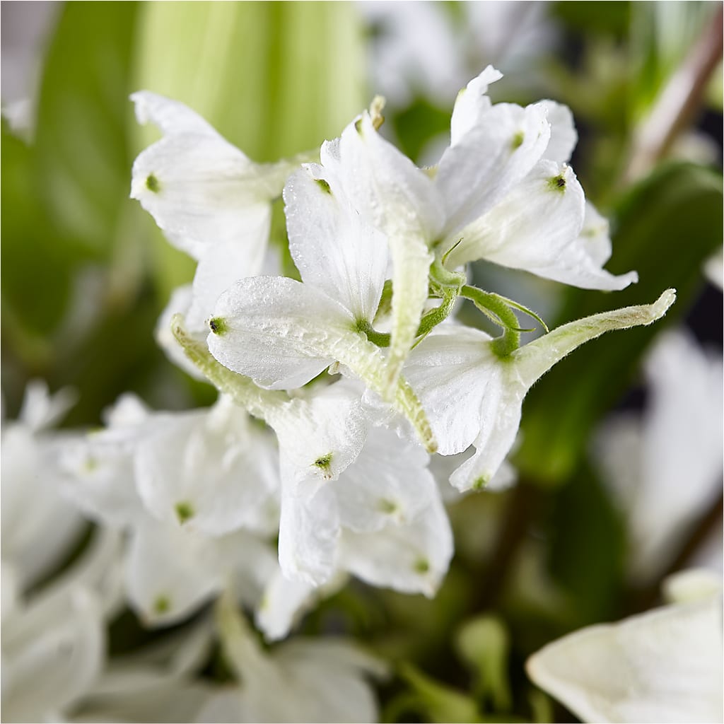 Classic Ivory – A Florist Original – MILAM FLORAL & GREENHOUSE, Havre MT